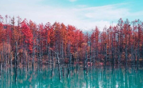 Hokkaido Biei Green Pond and Furano Flower Sea | Day Tour - Booking and Cancellation Policy