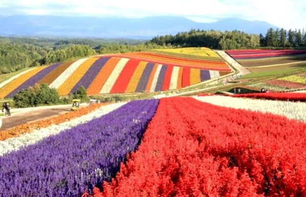 Hokkaido Biei Green Pond and Furano Flower Sea | Day Tour - Tips for a Great Experience