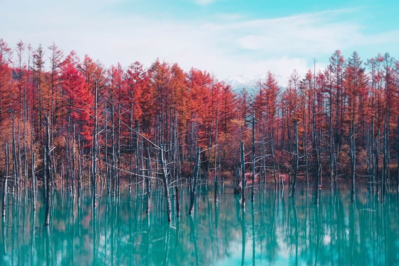 Hokkaido: Customizable Private Car Charter Day Tour | Departs from Sapporo - Key points before you book