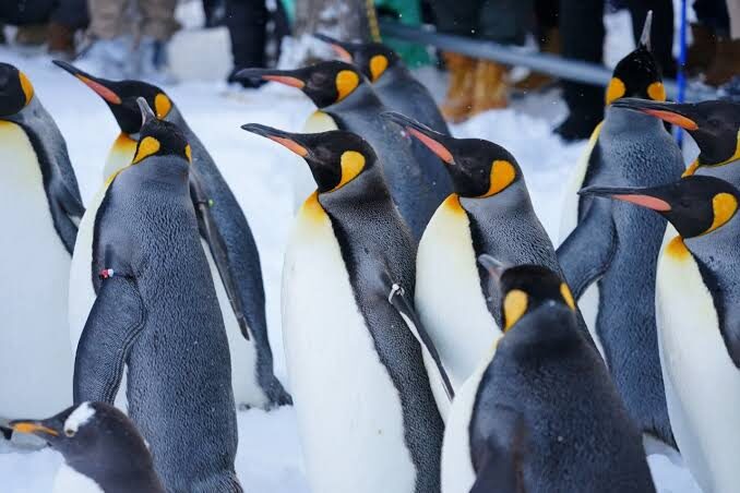 Hokkaido: Customizable Private Car Charter Day Tour | Departs from Sapporo - The vehicle makes a difference in winter and with family