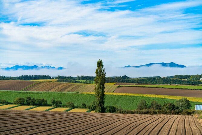 Hokkaido Day Tour Farm Tomita, Blue Pond, Blue Pond and Buffet - What You Can Expect from the Itinerary