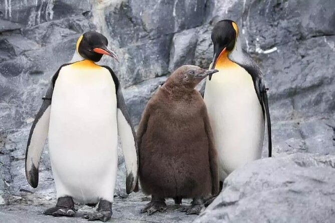 Hokkaido Day Tour From Sapporo: Asahiyama Zoo, Blue Pond Japan - Review Content