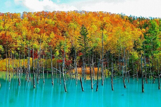 Hokkaido Day Trip From Sapporo, Asahiyama Zoo to Ningle Terrace - Exploring Hokkaido in a Day: From Sapporo to Asahiyama Zoo and Ningle Terrace