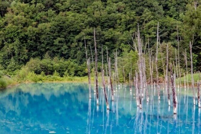 Hokkaido Day Trip From Sapporo, Asahiyama Zoo to Ningle Terrace - Good To Know