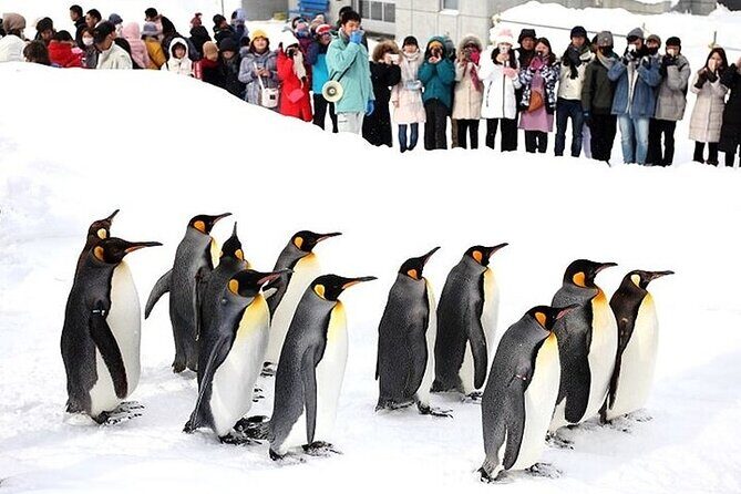 Hokkaido Day Trip From Sapporo, Asahiyama Zoo to Ningle Terrace - The Sum Up