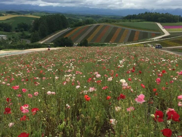 Hokkaido: Flower Sea, Pastoral, and Natural Scenery Day Tour - Good To Know