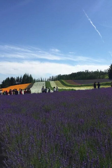 Hokkaido: Flower Sea, Pastoral, and Natural Scenery Day Tour - Important Information