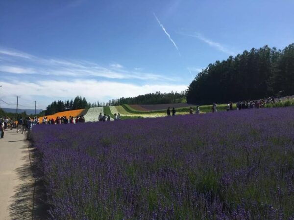 Hokkaido: Flower Sea, Pastoral, and Natural Scenery Day Tour - Travel Tips