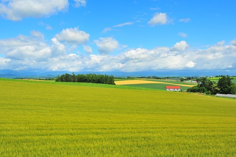 Hokkaido Flower Sea Pilgrimage | Patchwork Road, Shikisai-no-Oka, Blue Pond, Shirahige Waterfall, Farm Tomita Day Tour | Departing from Sapporo - A long ride from Sapporo to Biei and Furano