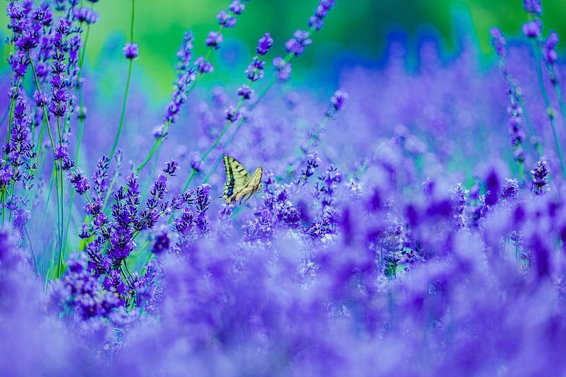 Hokkaido Flower Sea Pilgrimage | Patchwork Road, Shikisai-no-Oka, Blue Pond, Shirahige Waterfall, Farm Tomita Day Tour | Departing from Sapporo - Shikisai-no-Oka: a wide sweep of seasonal color