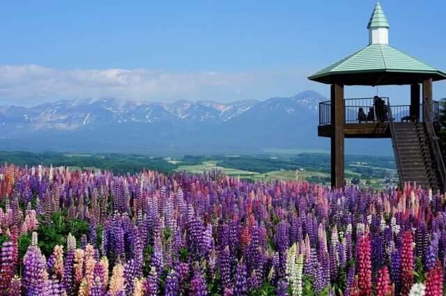Hokkaido Flower Sea Pilgrimage | Patchwork Road, Shikisai-no-Oka, Blue Pond, Shirahige Waterfall, Farm Tomita Day Tour | Departing from Sapporo - Blue Pond: color shaped by light and weather