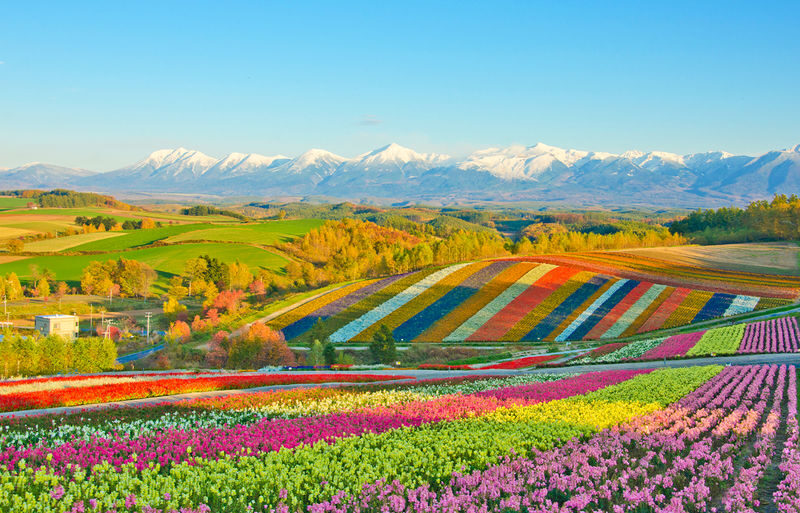 Hokkaido Flower Sea Pilgrimage | Patchwork Road, Shikisai-no-Oka, Blue Pond, Shirahige Waterfall, Farm Tomita Day Tour | Departing from Sapporo - Shirahige Falls: a short stop with a strong view