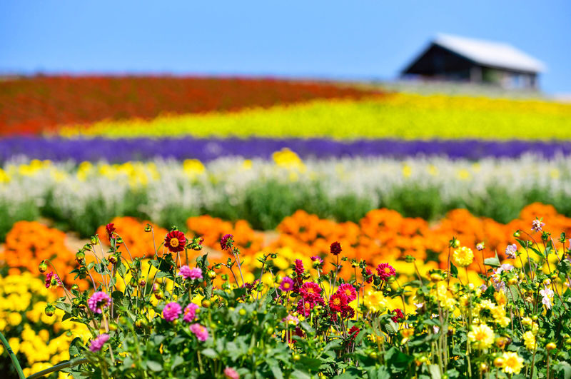 Hokkaido Flower Sea Pilgrimage | Patchwork Road, Shikisai-no-Oka, Blue Pond, Shirahige Waterfall, Farm Tomita Day Tour | Departing from Sapporo - Furano Herb Garden: a pause, with extras to budget for
