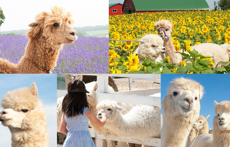 Hokkaido Flower Sea Pilgrimage | Patchwork Road, Shikisai-no-Oka, Blue Pond, Shirahige Waterfall, Farm Tomita Day Tour | Departing from Sapporo - Farm Tomita: lavender fame and more than 150 flowers