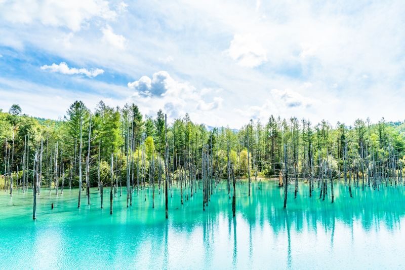 Hokkaido Flower Sea Pilgrimage | Patchwork Road, Shikisai-no-Oka, Blue Pond, Shirahige Waterfall, Farm Tomita Day Tour | Departing from Sapporo - Getting ready for the day