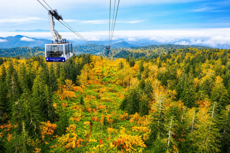 Hokkaido Four Seasons One-Day Tour: Summer Hokuryu-cho Sunflowers, Autumn Asahidake Autumn Leaves, Winter Biei Furano Illumination - A seasonal day out, not one fixed route