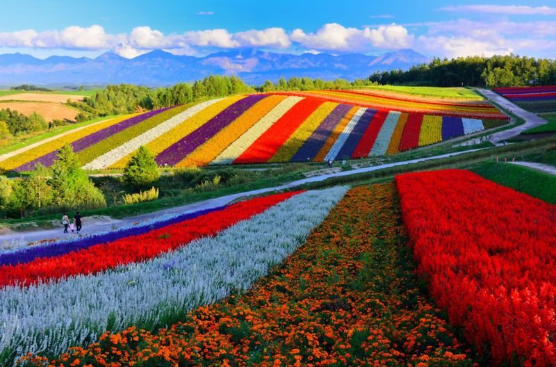 Hokkaido Furano Day Tour, Japan | Farm Tomita + Shikisai-no-oka + Limited Seasonal Itinerary - A full day from Sapporo to Furano and Biei