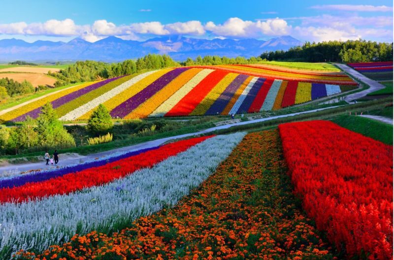 Hokkaido Furano Day Tour, Japan | Farm Tomita + Shikisai-no-oka + Limited Seasonal Itinerary - The Blue Pond’s changing shades of blue