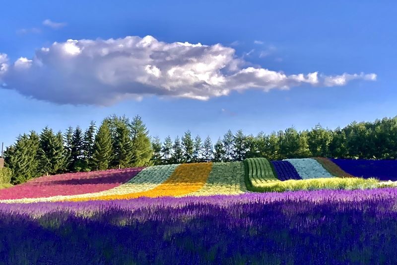 Hokkaido Furano Day Tour, Japan | Farm Tomita + Shikisai-no-oka + Limited Seasonal Itinerary - A farmhouse lunch, with melon as an add-on