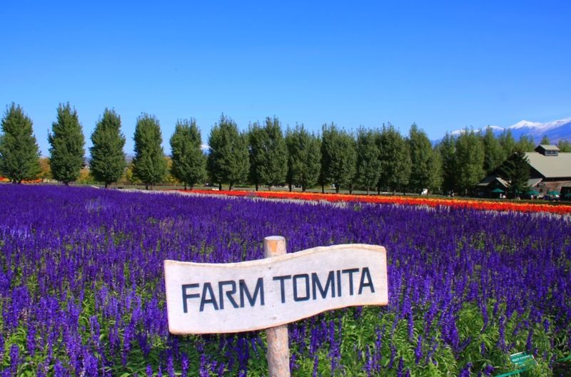 Hokkaido Furano Day Tour, Japan | Farm Tomita + Shikisai-no-oka + Limited Seasonal Itinerary - Farm Tomita and the lavender season