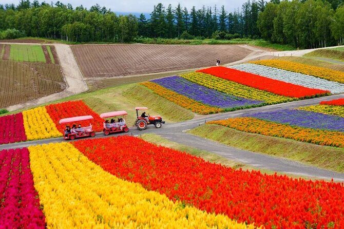 Hokkaido Furano Lavender & Biei Blue Pond Tour with Lunch - Good To Know