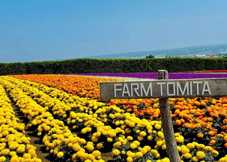 Hokkaido Furano Tomita Farm Tour With Melon Buffet Option - Itinerary Details