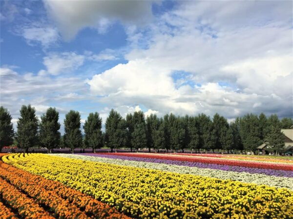 Hokkaido Furano Tomita Farm Tour With Melon Buffet Option - Customer Reviews and Ratings