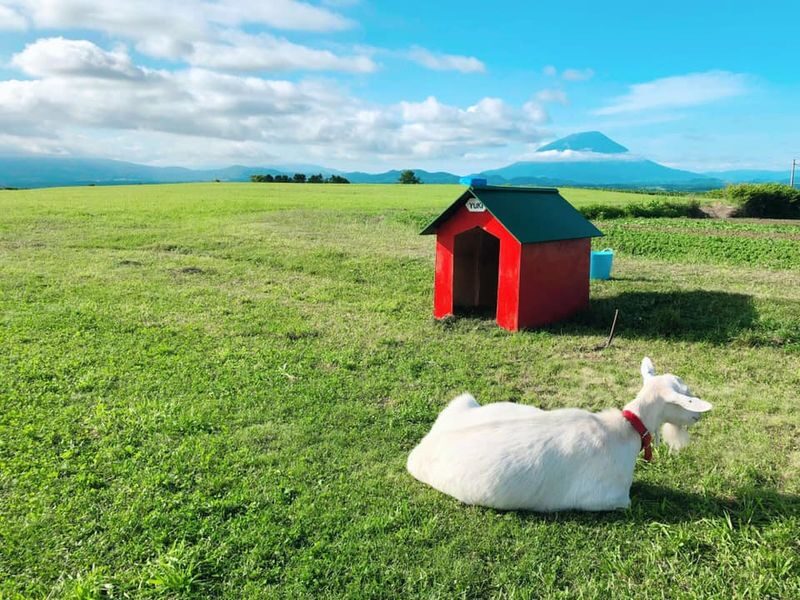 Hokkaido | Lake Toya, Noboribetsu Jigokudani (Hell Valley), Mount Usu Day Trip with Gourmet Food & Stunning Views | Depart from Sapporo - Who should book this Hokkaido day trip?