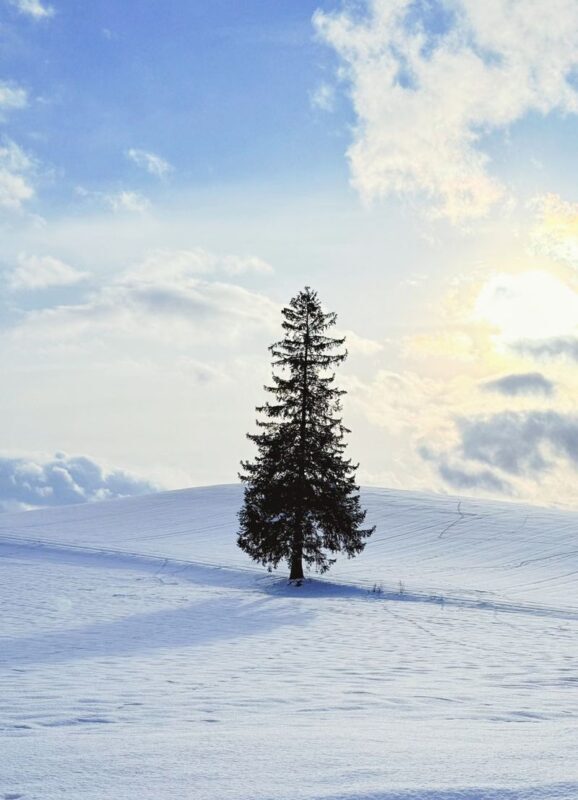 Hokkaido Must-See! Asahikawa Biei Furano Leisurely One-Day Tour: Ningle Terrace Illumination Trip: Small group of 7-9 people - The vehicle, the guide and winter road conditions