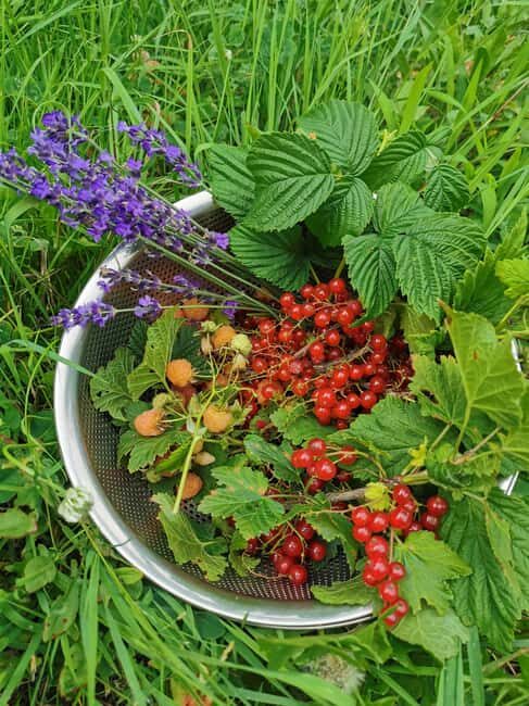 Hokkaido Nature and Gourmet Experience (near Lake Toya) - FAQ