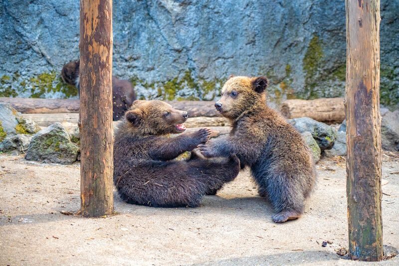 Hokkaido Noboribetsu Day Tour | Kyogoku Fuki-dashi Park, Lake Toya (Optional Snowmobile in Winter), Showa-shinzan Bear Ranch, Noboribetsu Jigokudani Day Tour | Departing from Sapporo - Showa-shinzan Bear Ranch: close-up wildlife, extra admission