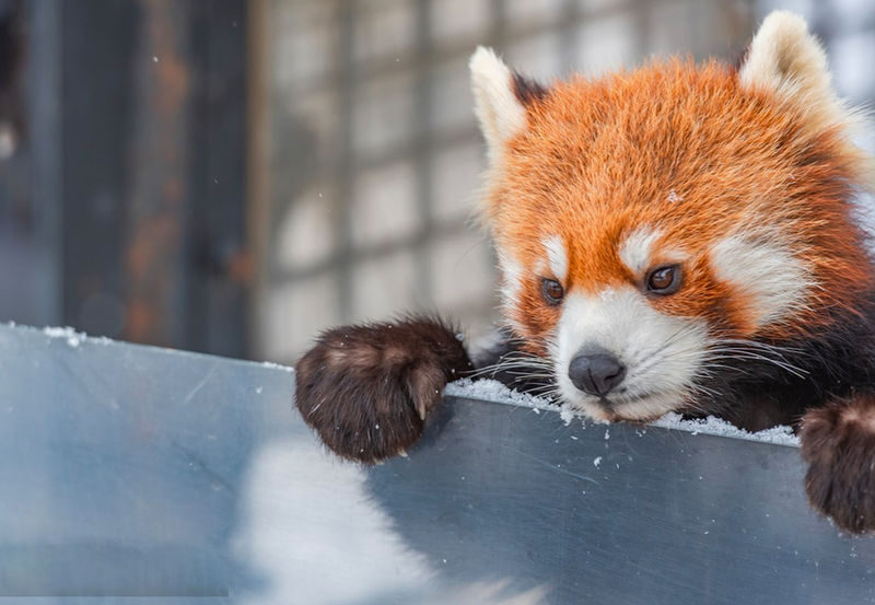 Hokkaido One-Day Tour | Shikisai no Oka & Farm Tomita & Asahiyama Zoo & Ningle Terrace | Depart from Sapporo - What the price does, and does not, cover