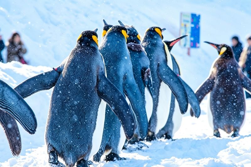 Hokkaido Popular Influencer Check-in Route | Asahiyama Zoo & Influencer Tree & Shirogane Blue Pond & Shirahige Waterfall & Elf Terrace One-Day Tour - Asahiyama Zoo: two hours with Hokkaido’s northern animals