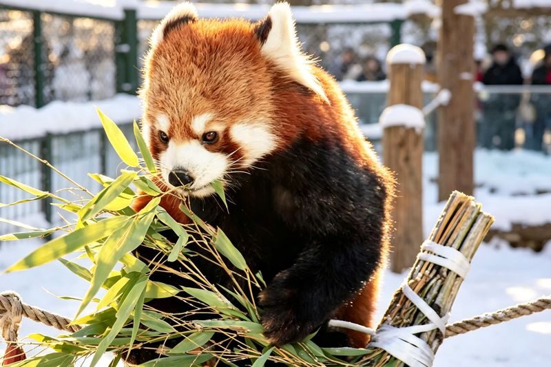 Hokkaido Popular Influencer Check-in Route | Asahiyama Zoo & Influencer Tree & Shirogane Blue Pond & Shirahige Waterfall & Elf Terrace One-Day Tour - Shirogane Blue Pond: colour that changes with the light