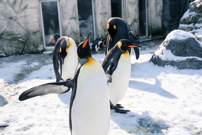 Hokkaido Popular Influencer Check-in Route | Asahiyama Zoo & Influencer Tree & Shirogane Blue Pond & Shirahige Waterfall & Elf Terrace One-Day Tour - Ningle Terrace: cabins and evening lights