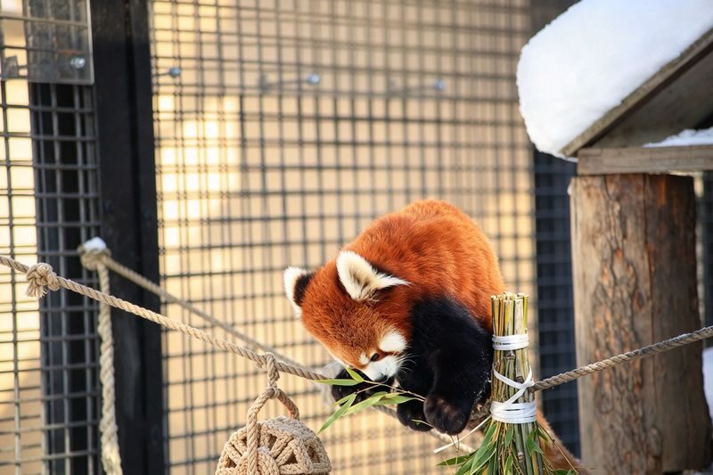 Hokkaido Popular Influencer Check-in Route | Asahiyama Zoo & Influencer Tree & Shirogane Blue Pond & Shirahige Waterfall & Elf Terrace One-Day Tour - What the guide and vehicle mean for your day