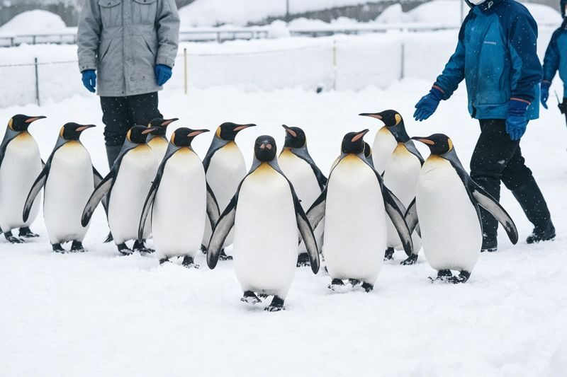 Hokkaido Popular Influencer Check-in Route | Asahiyama Zoo & Influencer Tree & Shirogane Blue Pond & Shirahige Waterfall & Elf Terrace One-Day Tour - Price, pace and the best fit