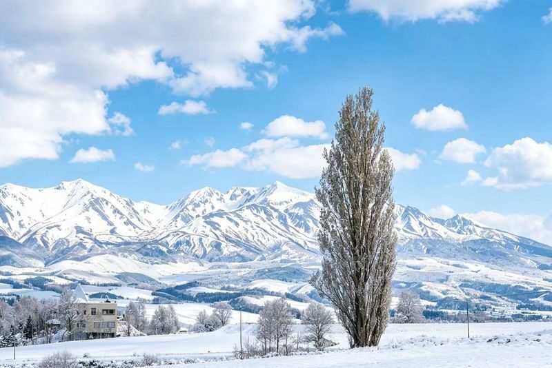 Hokkaido Popular Influencer Check-in Route | Asahiyama Zoo & Influencer Tree & Shirogane Blue Pond & Shirahige Waterfall & Elf Terrace One-Day Tour - Should you book this Hokkaido day tour?