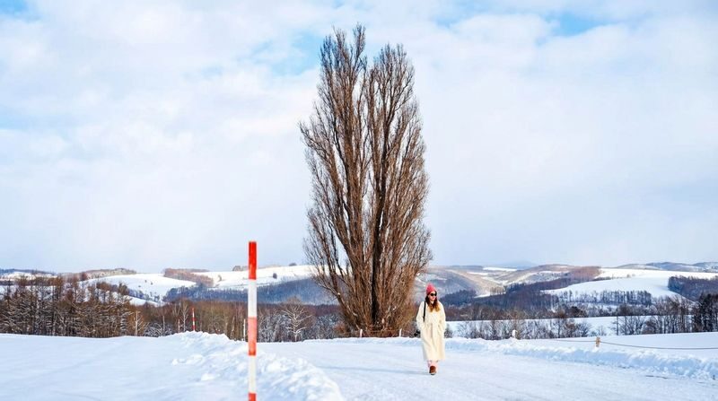Hokkaido Popular Photo Spot Day Trip: Asahiyama Zoo, Biei Shirogane Blue Pond, Instagram-Famous Tree, Shirasu Waterfall, Forest Elf Terrace (Departing from Sapporo, Multi-language Options Available) - Ken and Mary Tree: a quick roadside view