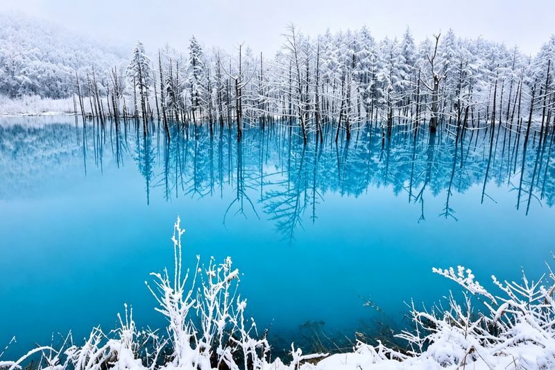 Hokkaido Popular Photo Spot Day Trip: Asahiyama Zoo, Biei Shirogane Blue Pond, Instagram-Famous Tree, Shirasu Waterfall, Forest Elf Terrace (Departing from Sapporo, Multi-language Options Available) - The Blue Pond under winter lights
