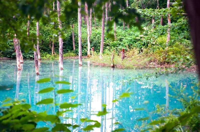 Hokkaido Romantic Story | Small Group In-depth Experience | Biei Town, Blue Pond, Furano Day Trip (Sapporo Round Trip) - Biei town: a practical lunch stop, not a guided tour