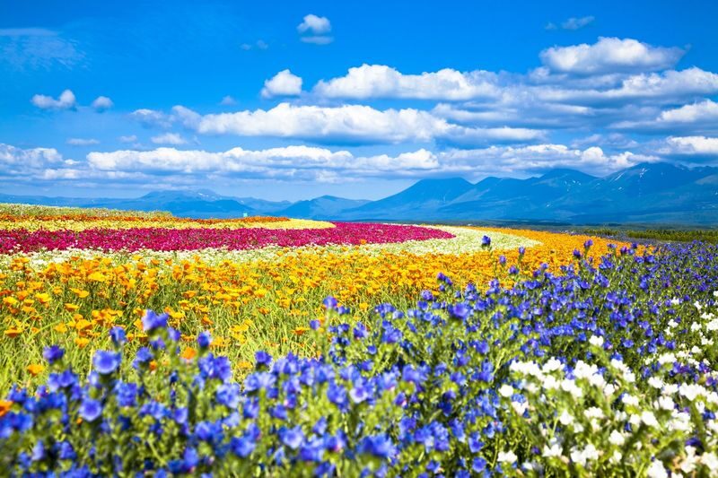 Hokkaido | Sapporo City/Furano/Lake Toya/Otaru Customized Private Car Day Tour - A private car makes Hokkaido’s distances manageable