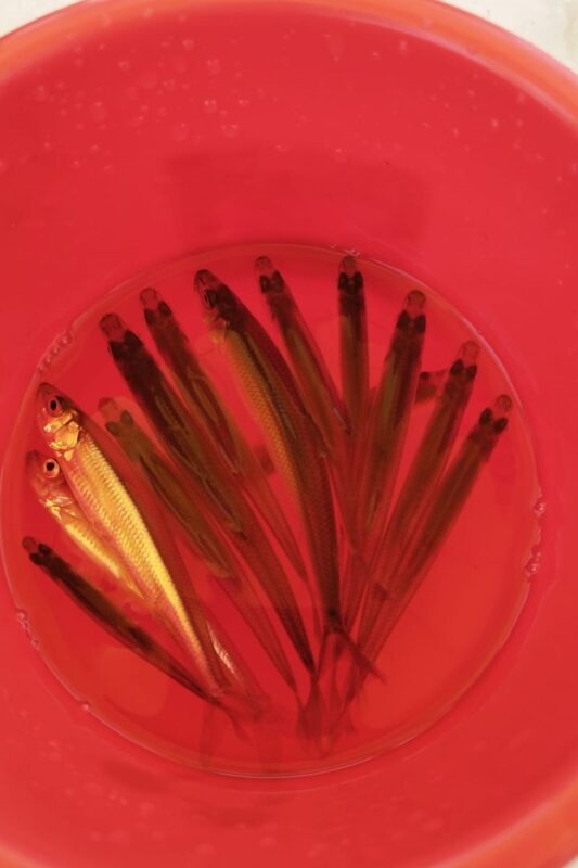 Hokkaido, Sapporo Ice Fishing: Sapporo Smelt Fishing Experience - Tempura on the Ice