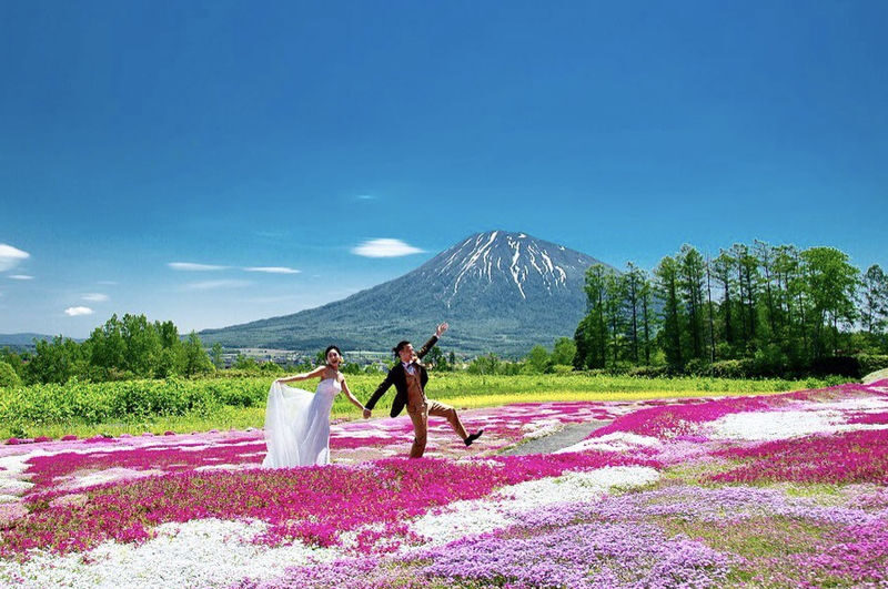 Hokkaido Sapporo Niseko Mount Yotei Scenic Tour: May Shibazakura and Tulips / July Lavender / September-October Red Kochia and Marsh Autumn Colors - What to know before you book