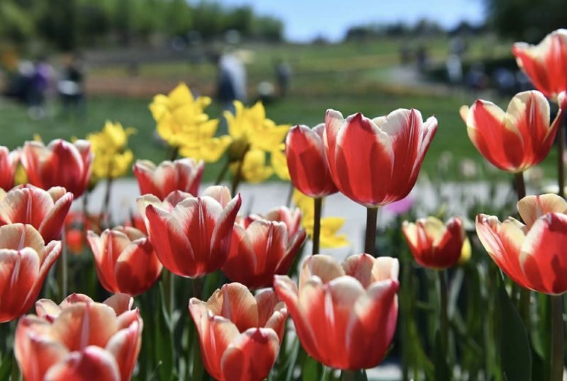 Hokkaido Sapporo Niseko Mount Yotei Scenic Tour: May Shibazakura and Tulips / July Lavender / September-October Red Kochia and Marsh Autumn Colors - Sapporo to Niseko, with Mount Yotei in view