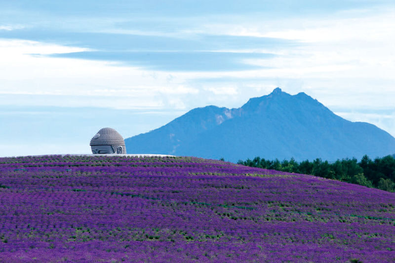 Hokkaido Sapporo Niseko Mount Yotei Scenic Tour: May Shibazakura and Tulips / July Lavender / September-October Red Kochia and Marsh Autumn Colors - Should you book this Sapporo day tour?