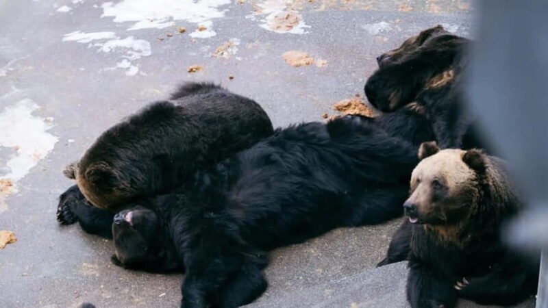 Hokkaido Seasonal: Lake Toya & Noboribetsu Jigokudani Valley - Final Thoughts