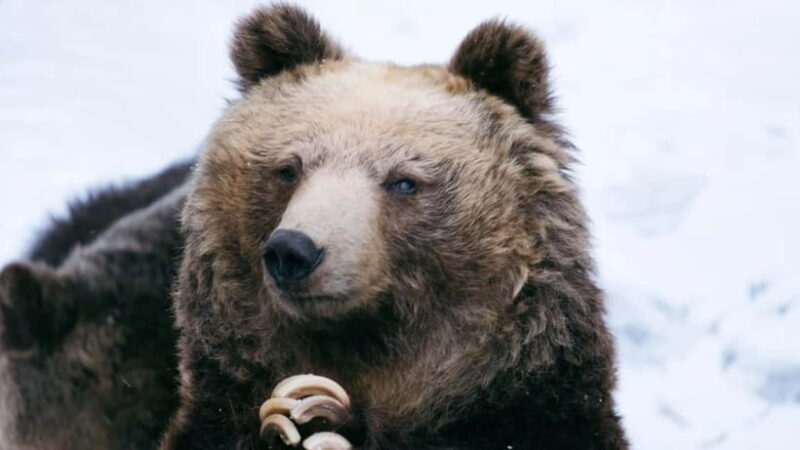 Hokkaido Seasonal: Lake Toya & Noboribetsu Jigokudani Valley - Frequently Asked Questions