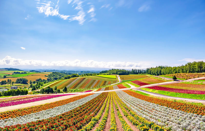 Hokkaido Shikisai no Oka & Farm Tomita Full-Day Small Group Adventure - Make the most of your flower day