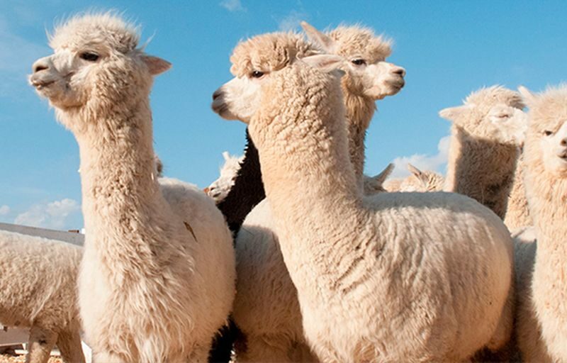 Hokkaido Shikisai no Oka & Farm Tomita Full-Day Small Group Adventure - Who should book this tour?